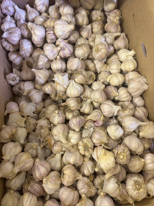 Duganski Garlic - per bulb